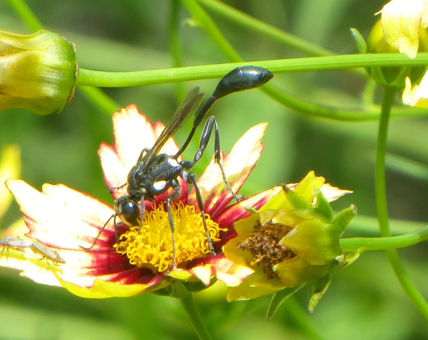 Ornamental Plants for Conserving Bees, Beneficial Insects