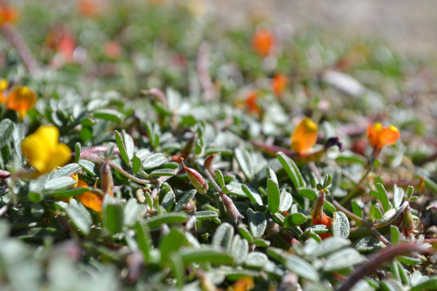 <i>Acmispon strigosus</i>
