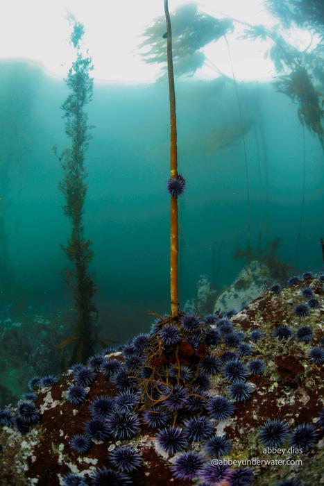 Urchins On The March [image] Eurekalert Science News Releases