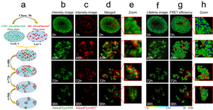 Simultaneous visualization of Early- and Late S-phase replicating DNA in the same cell nucleus by fluorescence imaging and FLIM-FRET approach