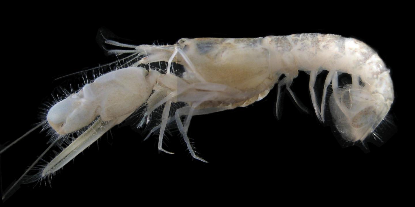 The New Species <i>Alpheus margaritae</i>