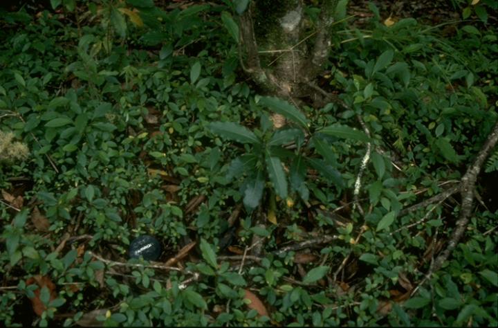Pittosporum Undulatum Seedlings