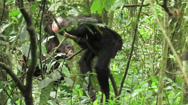 Chimpanzees Using Tools to Feed on Army Ants