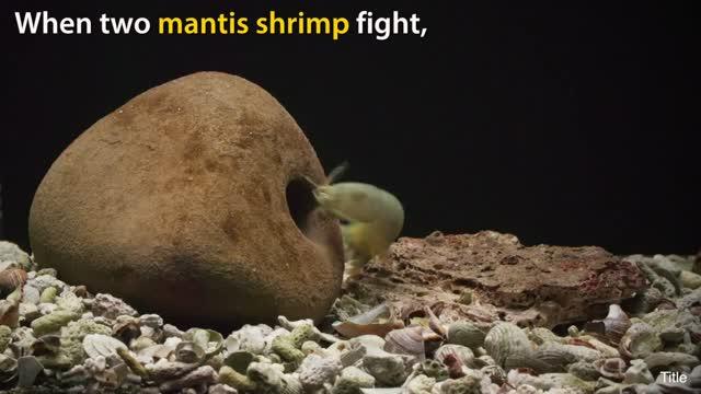 Shrimp Shield: The Mantis Shrimp's Protective Tail, the Telson