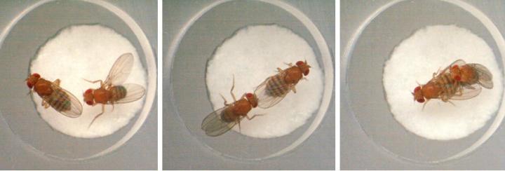 <em>Drosophila</em>