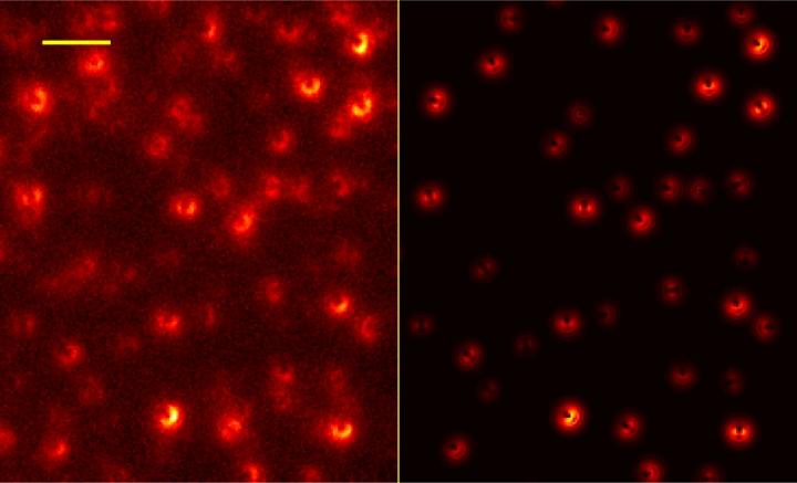 Images of Single Molecules (Red on Black Background)