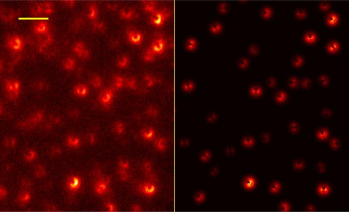 images of single molecules (red on black background)