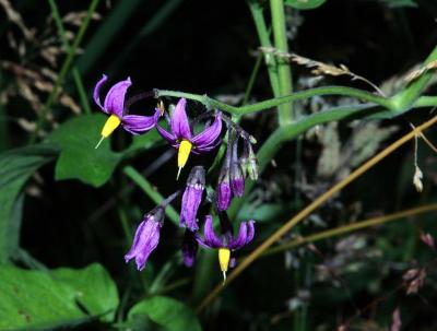 <i>Solanum dulcamara</i>