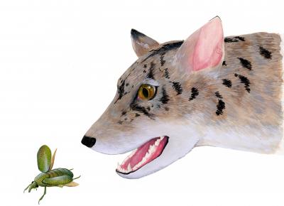 Beardog Illustration