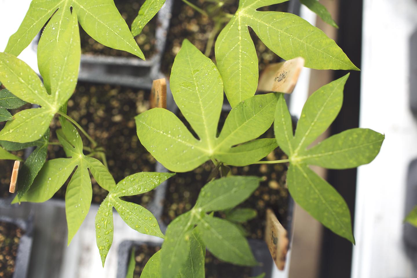 Cassava Seedlings