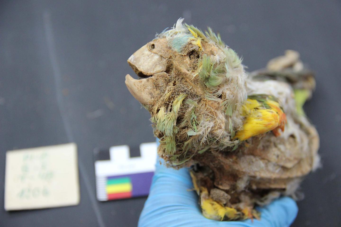 Detail of mummified blue-fronted amazon recovered from Pica 8 cemetery in the Atacama Desert.