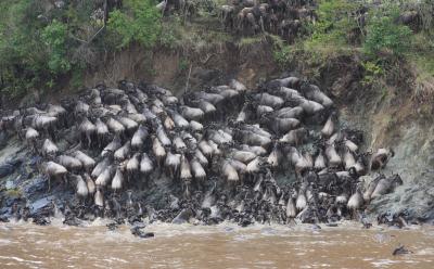 Wildebeest Crossing the Mara River