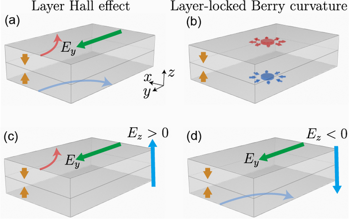 The layer Hall effect and the layer-locked hidden Berry curvature