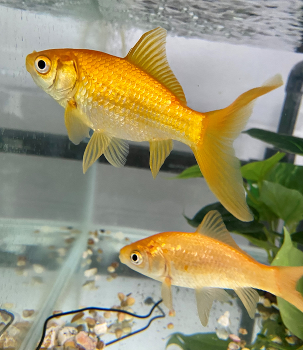 Goldfish, Carassius auratus. Credit Cait Newport