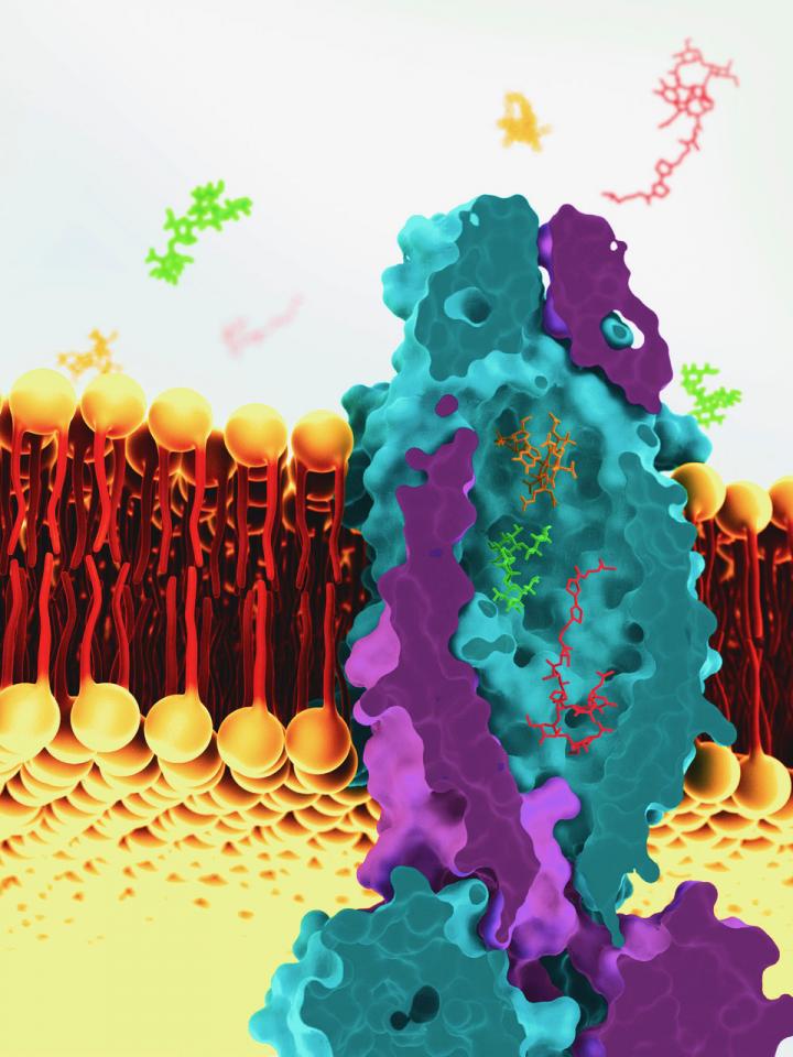 Vitamin B12 Transporter