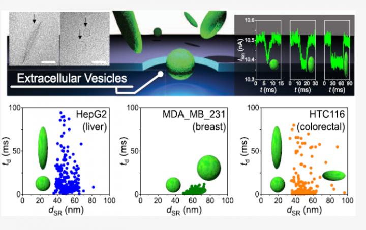 The Shape Of Nanoparticles In Body Fluids May Eurekalert