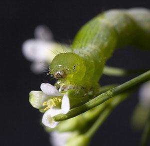 Caterpillar on an <i>Arabidopsis</i>