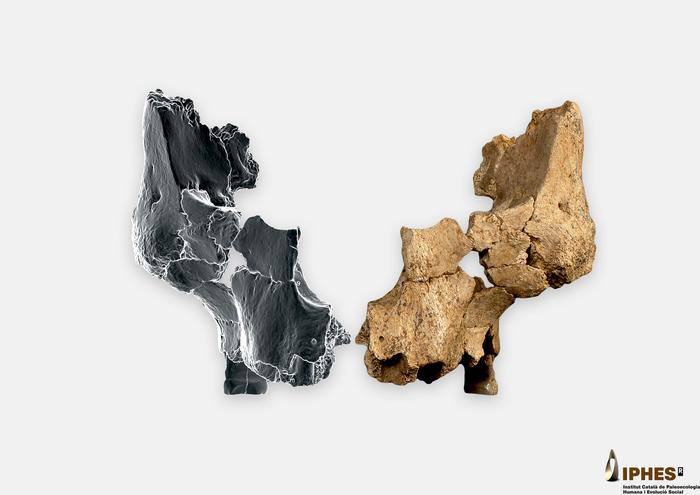 Original fossil (ATE7-1) alongside the mirrored right side by means of virtual 3D imaging techniques of the face of a hominin assigned to Homo aff. erectus found in level the TE7 of Sima del Elefante site.