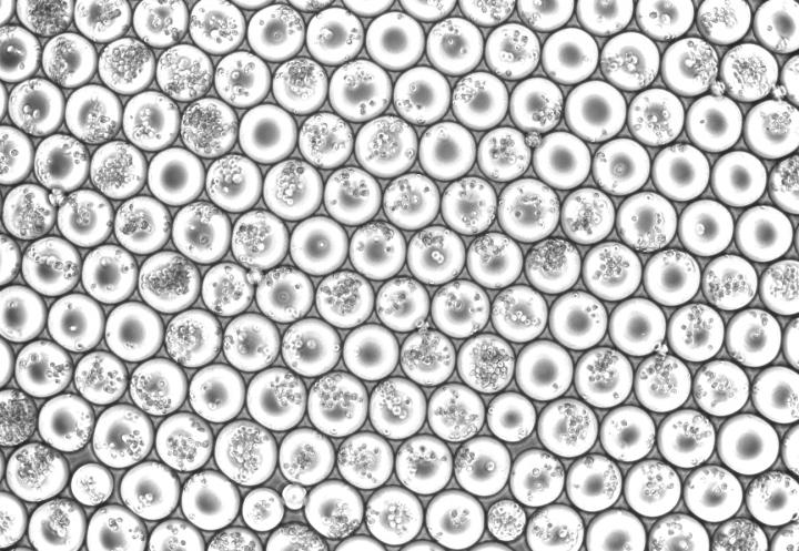 Emulsion droplets from a scifi-RNA-seq