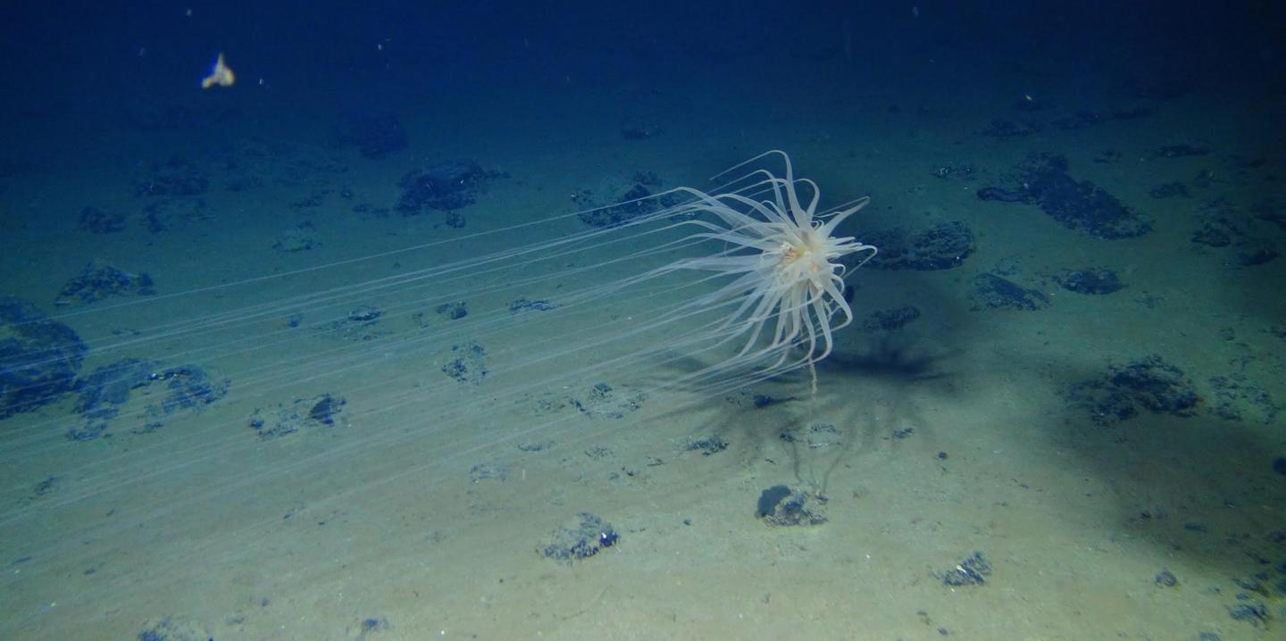 Cnidarian Attached to a Sponge Stalk on a Nodule