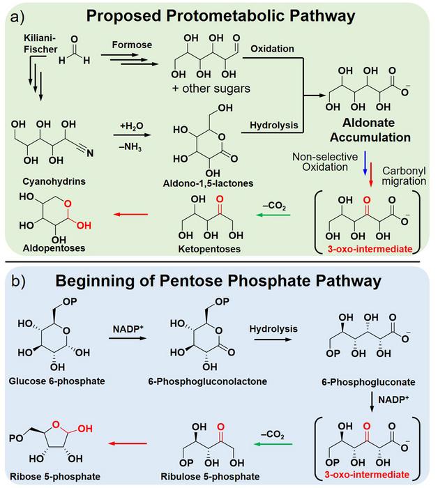 Two different pathways for the synthesis of pentoses