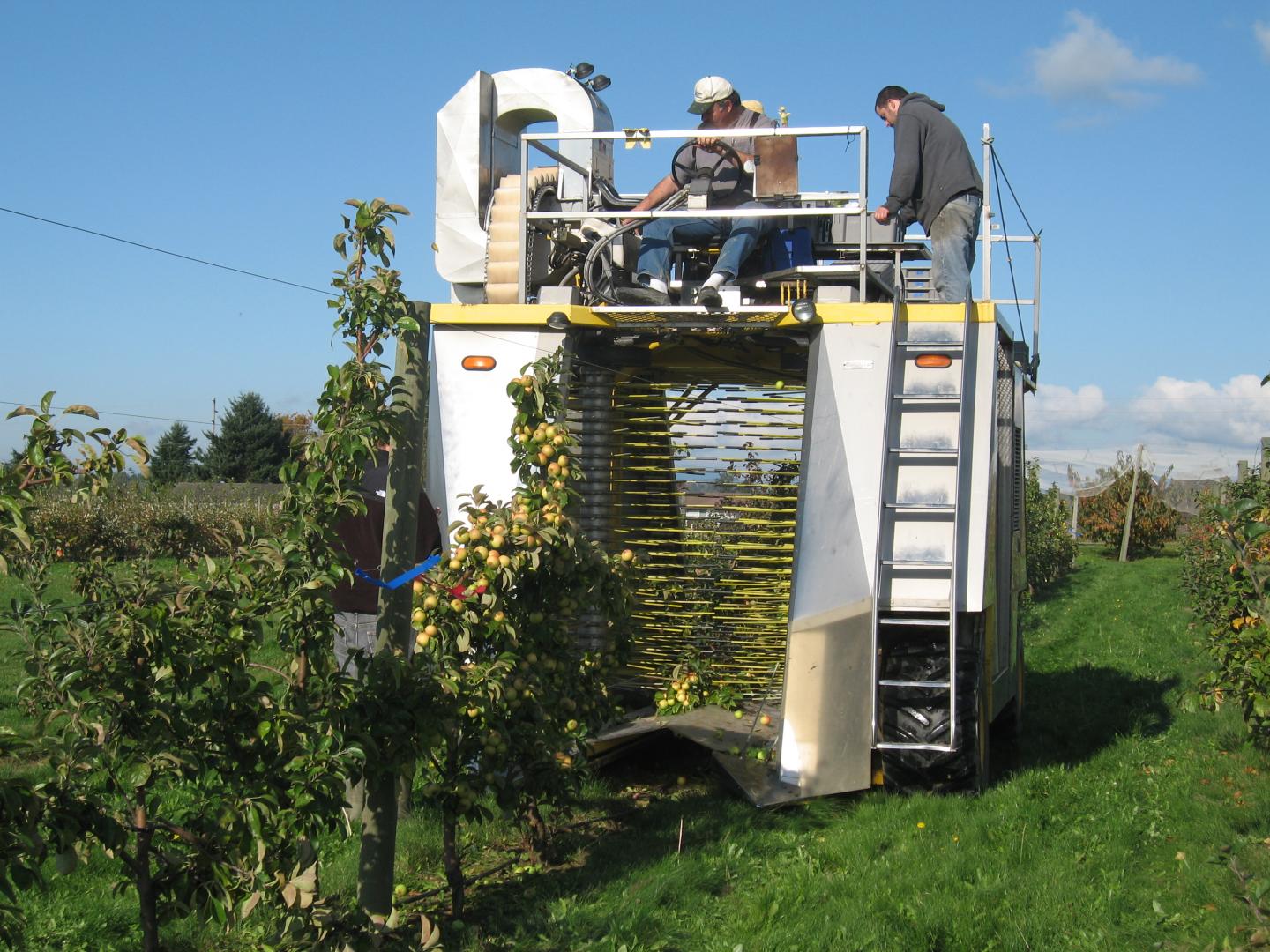 Mechanical Cider Apple Harvest