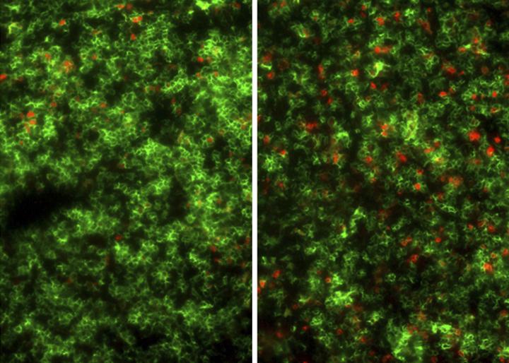 STAR2 Expands the Number of Regulatory T Cells
