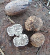 New Truffle species Tuber floridanum Discovered in Florida