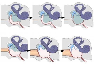 A Unique Mammalian Ear  (3 of 3)