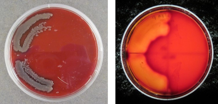 Hemolytic Activity