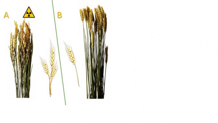 The Effect of Radiation Hormesis