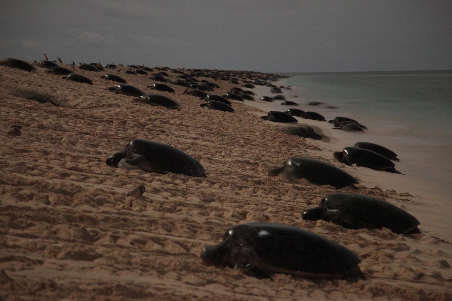 Green Turtles Arrive at Raine Island