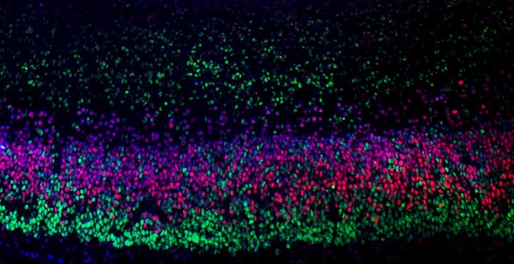 Distinct layers of the brain