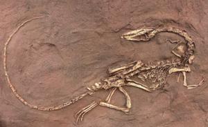 Skeleton of the early dinosaur Coelophysis bauri rom the Late Triassic