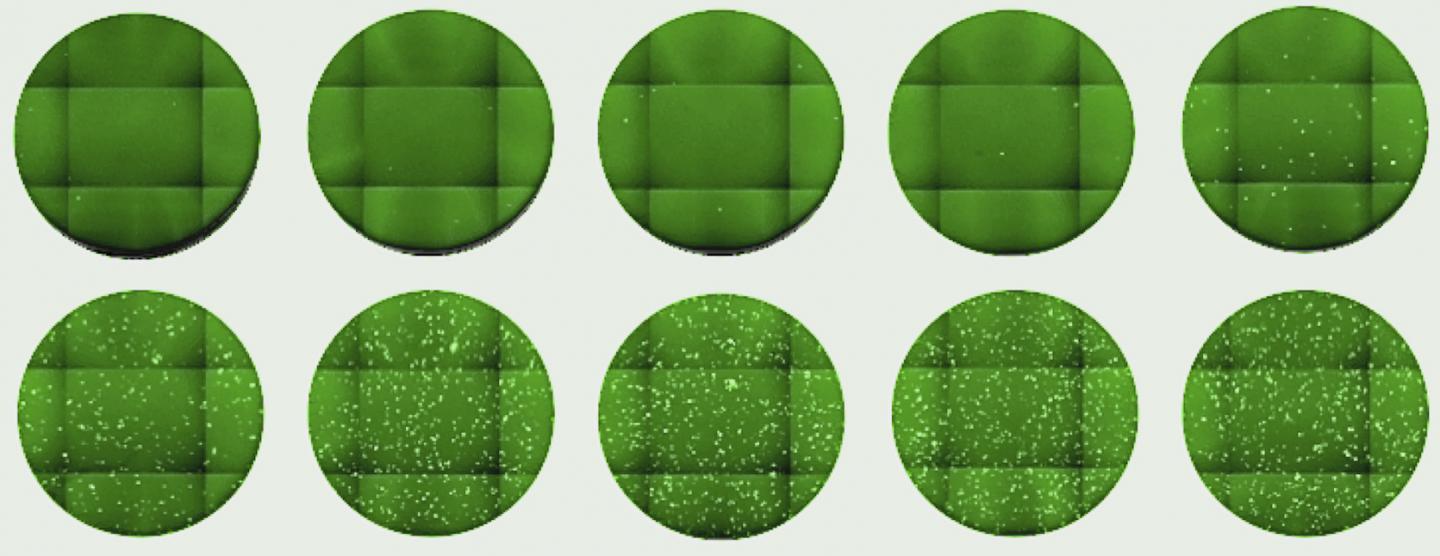 A Neutralizing Antibody Blocks the Entry of a Surrogate Virus
