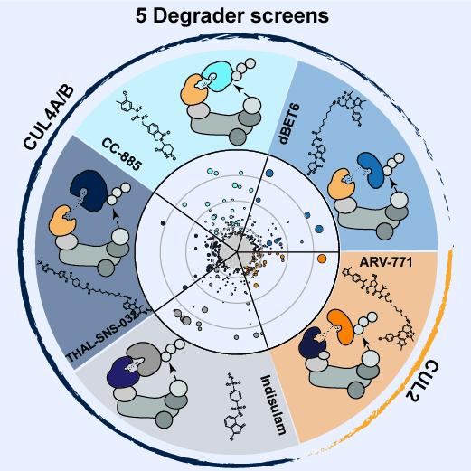 Understanding Resistance Mechanisms to Targeted Protein Degradation