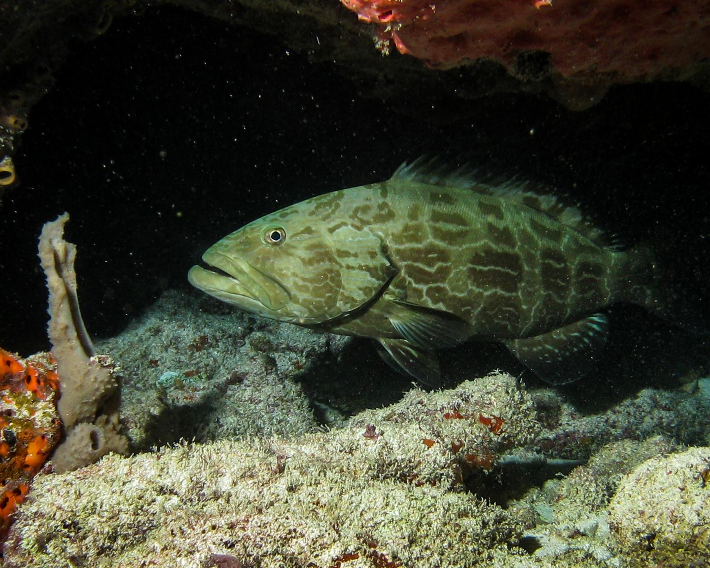 Predatory fish depletion and recovery potential on Caribbean reefs (4 of 11)