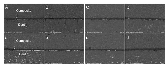 Images of nanoleakage expression from different groups. (A–D) The immediate groups. (a–d) The 10,000 times thermocycling aged groups. The first column is the Control. Groups on the right are treated with increasing concentrations of DMA. In the control gr