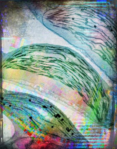 Chloroplasts from 3 Different Genotypes of <i>Arabidopsis thaliana</i>