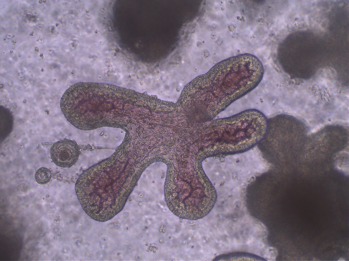 Intestinal organoids from a Rousette bat