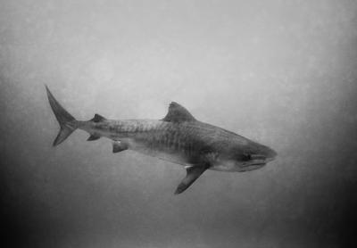 Tiger Shark (1 of 2)