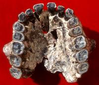 OH 65 Homo habilis Maxilla Found by OLAPP
