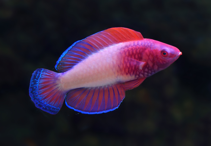 New-to-science Rose-Veiled Fairy Wrasse