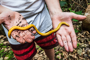 Researcher holding newly described caecilian