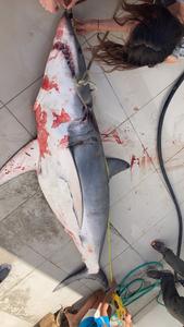 A shark caught off Cyprus