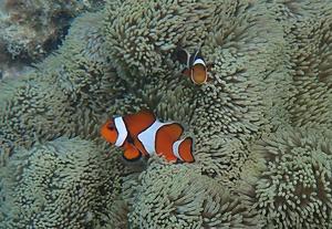 Photograph of Amphiprion ocellaris in the wild
