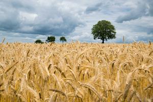 Yield growth patterns of food commodities: Insights and challenges