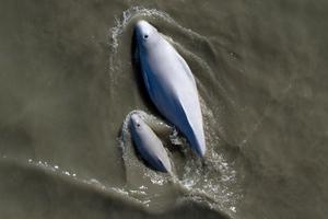 Cook Inlet Beluga Whales in Turbid Water