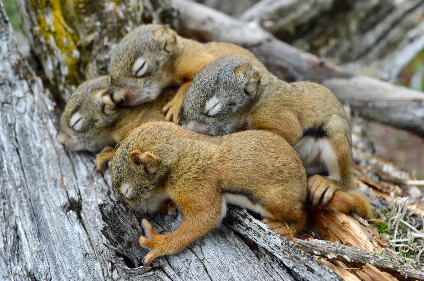 North American red squirrel pups