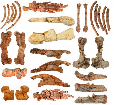 Fig. 1. Elements of the Skeleton of <i>Ernanodon</i> from the Naran Bulak Locality in Mongolia